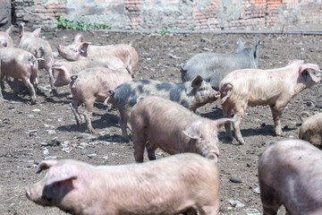 Dirty pigs and piglets grazing on a pig farm. Natural organic pig breeding. Farming. Stockbreeding.