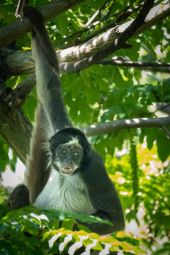 A Spider Monkey Hanging In A Tree