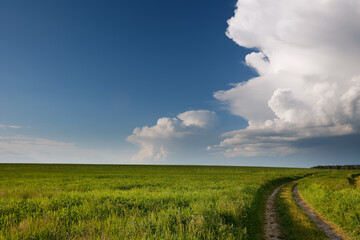 Fototapeta na wymiar road in a field under a blue sky with clouds