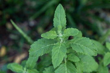 Picture of green holy basil