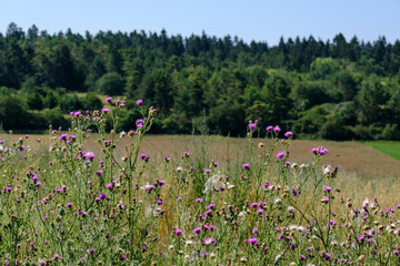 Blühende Disteln und Gräser am Rand eines Feldes, dahinter ein Waldrand und eine sommerliche Landschaft