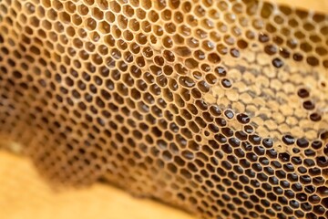 Natural honeycomb with honey
