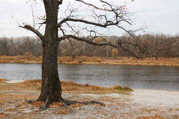 Fototapeta na wymiar old oak tree by the river in autumn