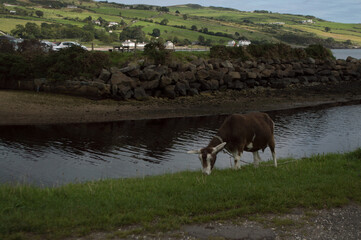 A goat grazing along a river in Northern Ireland.
