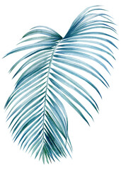 Palm leaf on isolated white background, watercolor illustration, summer clipart, hand drawing botany