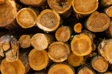Deforested pinewood in the forest, tree trunks stored in the forest, fir wood stacked in a forest,...