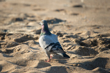 Dove walking on the golden sand beach in the early morning