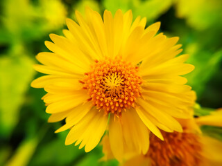 Graceful yellow blossoms of Desert sunflower