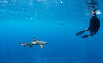 Snorkeler and shark