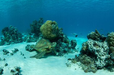 Turtle on the reef