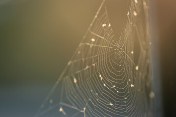 Empty spider webs glittering under the morning sun