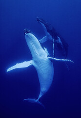 dancing whales © Sabine