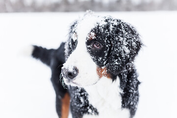 Bernese Mountain Dog puppy playing in the snow