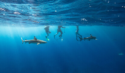 underwater scene with sharks