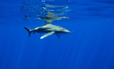 Oceanic whitetip shark