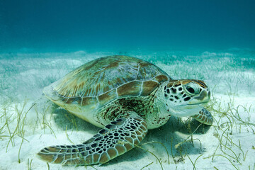 green sea turtle eating