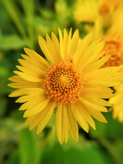 A blooming yellow Desert sunflower