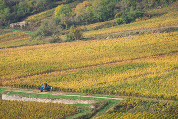 tracteur enjambeur dans les vignes automnales.
viticulteur travaillant pendant les vendanges