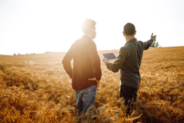 Two farmers in sterile medical masks with a tablet in their hands in a wheat field during pandemic....