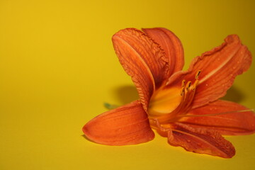 orange lilies on the yellow background