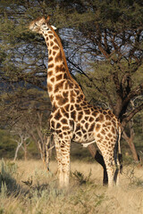 Naklejka na ściany i meble A Giraffe eating from tree