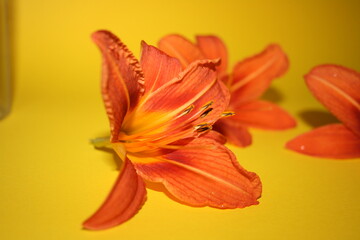 orange lilies on the yellow background