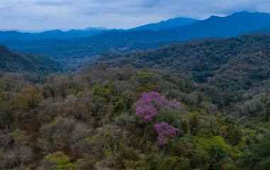 ARBOL LAPACHO ROSADO Handroanthus impetiginosus, Forest Las Yungas, Salta Province, Argentina, South America, America