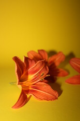 orange lilies on the yellow background