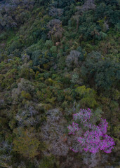 ARBOL LAPACHO ROSADO Handroanthus impetiginosus, Forest Las Yungas, Salta Province, Argentina, South America, America