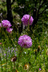 pink primrose spherical shape in nature