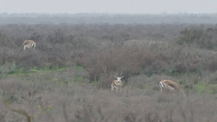 Goitered gazelle or black-tailed gazelle (Gazella subgutturosa) in the steppe of Azerbaijan