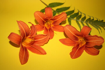 orange lilies on the yellow background