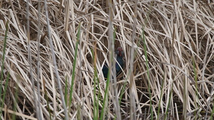 Western swamphen (Porphyrio porphyrio) in natural wild habitat in the reeds, captured in Azerbaijan, Caspian Sea