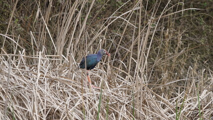 Western swamphen (Porphyrio porphyrio) in natural wild habitat in the reeds, captured in Azerbaijan, Caspian Sea