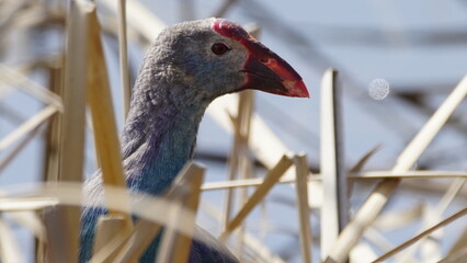 Western swamphen (Porphyrio porphyrio) in natural wild habitat in the reeds, captured in Azerbaijan, Caspian Sea