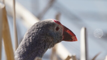 Western swamphen (Porphyrio porphyrio) in natural wild habitat in the reeds, captured in Azerbaijan, Caspian Sea
