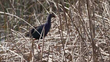Western swamphen (Porphyrio porphyrio) in natural wild habitat in the reeds, captured in Azerbaijan, Caspian Sea
