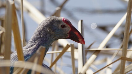 Western swamphen (Porphyrio porphyrio) in natural wild habitat in the reeds, captured in Azerbaijan, Caspian Sea