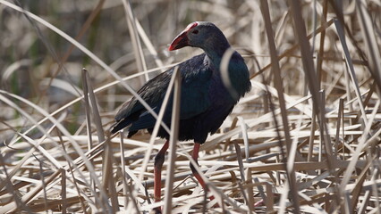 Fototapeta premium Western swamphen (Porphyrio porphyrio) in natural wild habitat in the reeds, captured in Azerbaijan, Caspian Sea