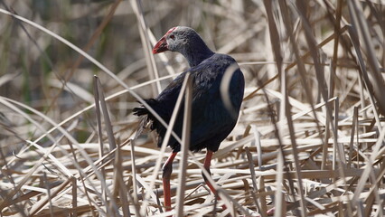Western swamphen (Porphyrio porphyrio) in natural wild habitat in the reeds, captured in Azerbaijan, Caspian Sea