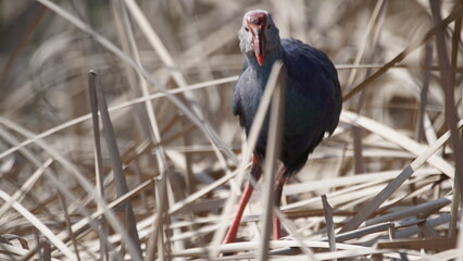Western swamphen (Porphyrio porphyrio) in natural wild habitat in the reeds, captured in Azerbaijan, Caspian Sea