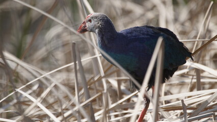 Western swamphen (Porphyrio porphyrio) in natural wild habitat in the reeds, captured in Azerbaijan, Caspian Sea