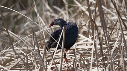 Fototapeta premium Western swamphen (Porphyrio porphyrio) in natural wild habitat in the reeds, captured in Azerbaijan, Caspian Sea