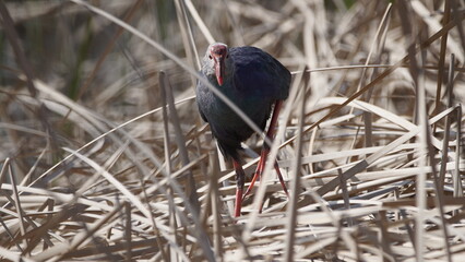 Western swamphen (Porphyrio porphyrio) in natural wild habitat in the reeds, captured in Azerbaijan, Caspian Sea
