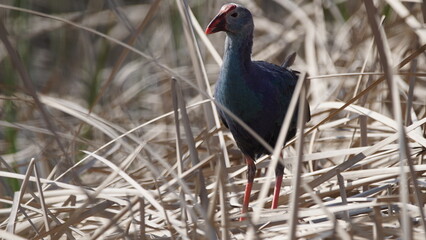 Western swamphen (Porphyrio porphyrio) in natural wild habitat in the reeds, captured in Azerbaijan, Caspian Sea