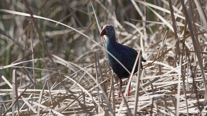Western swamphen (Porphyrio porphyrio) in natural wild habitat in the reeds, captured in Azerbaijan, Caspian Sea