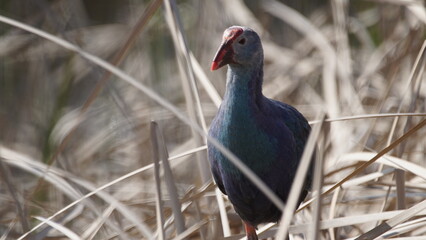 Western swamphen (Porphyrio porphyrio) in natural wild habitat in the reeds, captured in Azerbaijan, Caspian Sea