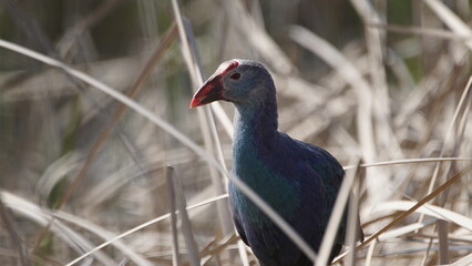 Western swamphen (Porphyrio porphyrio) in natural wild habitat in the reeds, captured in Azerbaijan, Caspian Sea