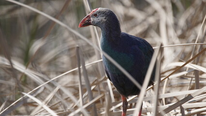 Western swamphen (Porphyrio porphyrio) in natural wild habitat in the reeds, captured in Azerbaijan, Caspian Sea