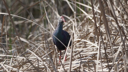 Western swamphen (Porphyrio porphyrio) in natural wild habitat in the reeds, captured in Azerbaijan, Caspian Sea